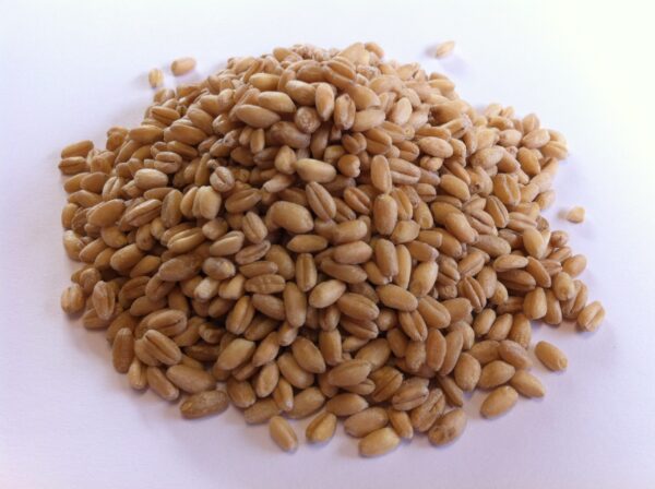 Wheat Hulled